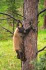 Colorado-Pike National Forest Black bear subadult descends tree Art Print
